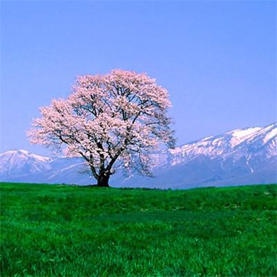 战红颜手游官方版下载